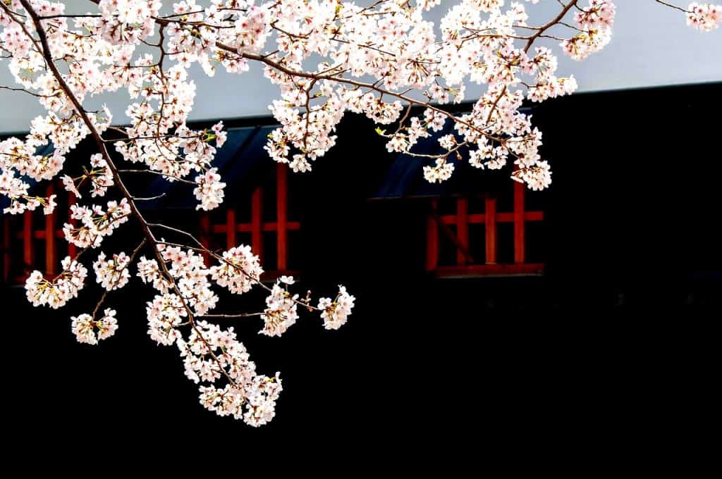 Cilegi Sakura in fiore a metà marzo