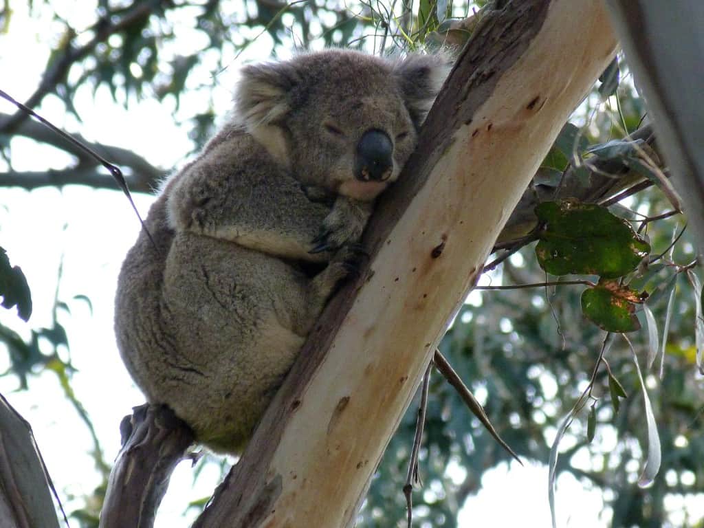 Koala - Great Ocean Road