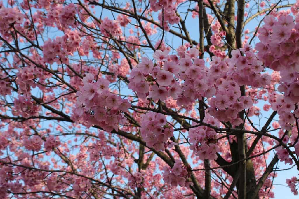 fiori ciliegio giappone