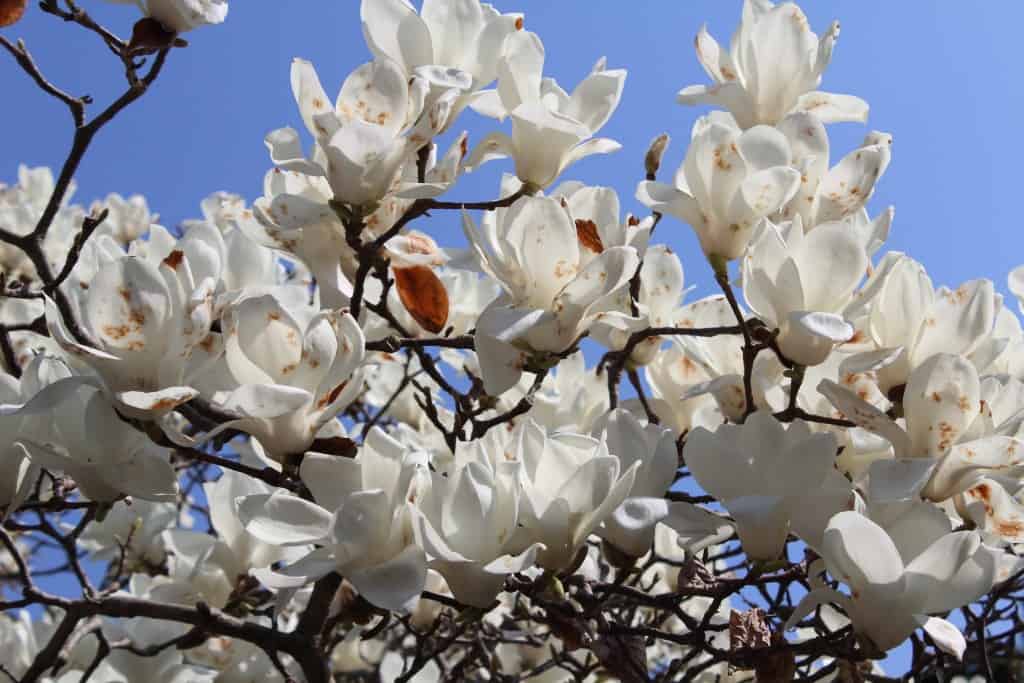 fiori ciliegio sakura