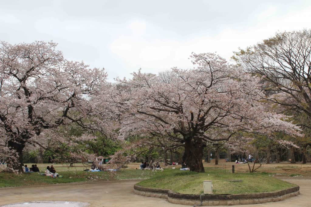 giardino fiorito sakura giappone