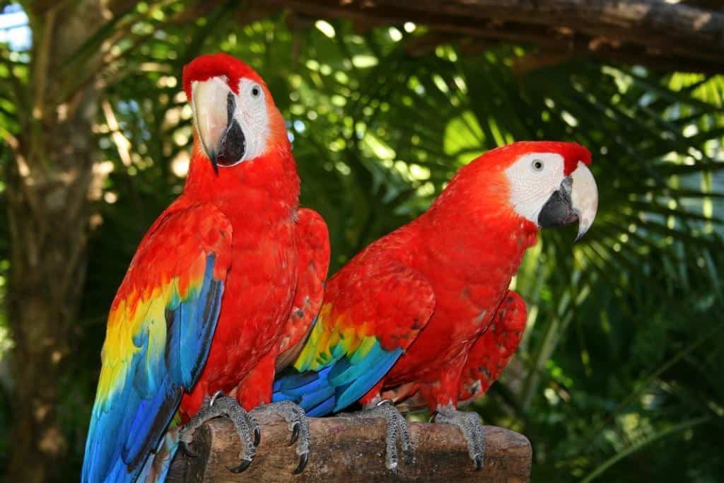pappagallo, colori, costa rica